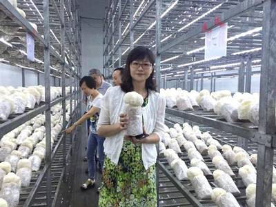 農科新星“滬猴3號”成功轉讓，為猴頭菇全產業鏈發展注入強勁動能